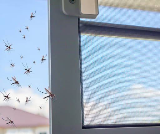 Moustiques entrant dans une maison par la fenêtre