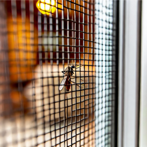 Insecte bloqué par une moustiquaire